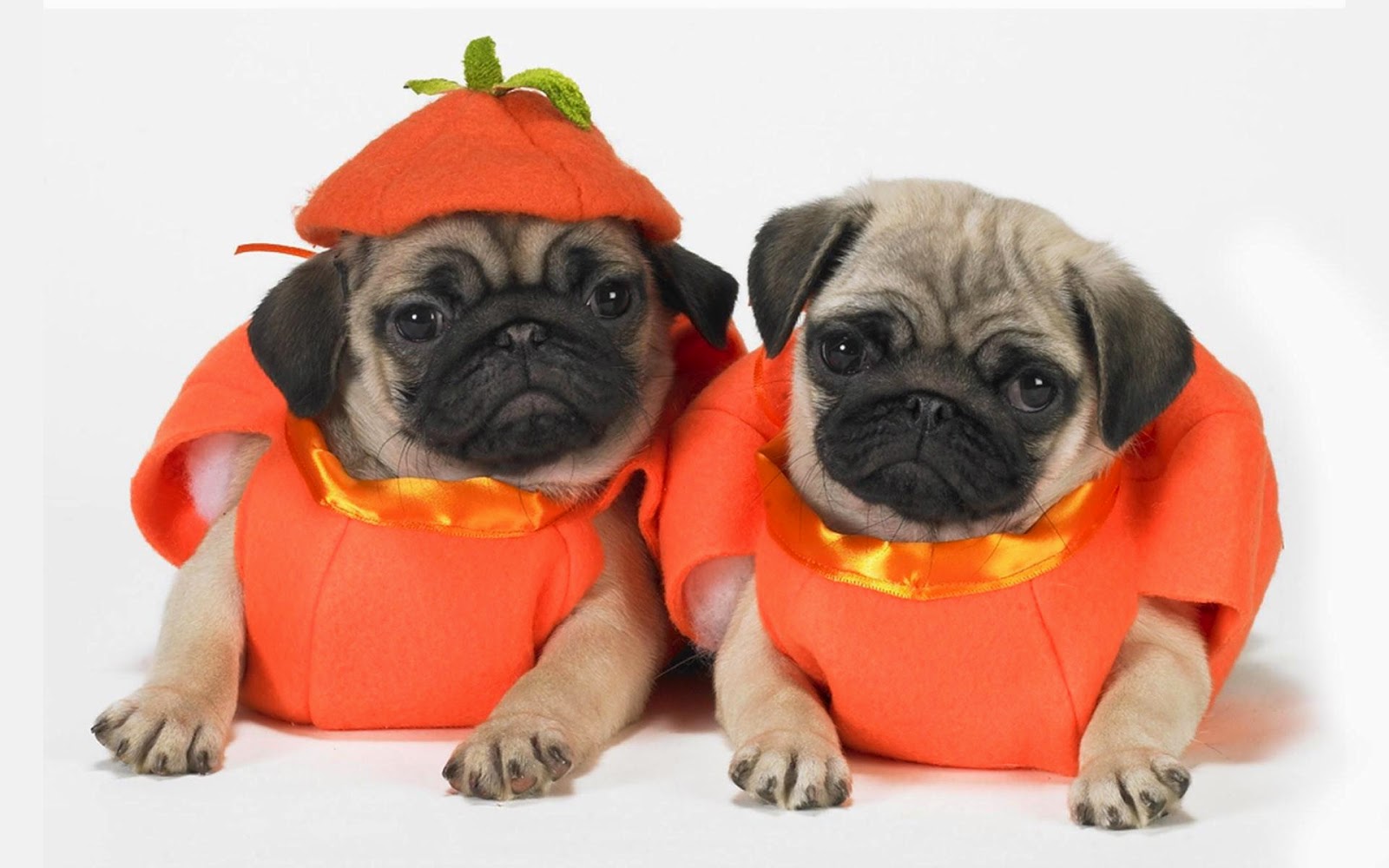 Halloween Dogs love cute Wallpapers - HD Wallpapers Storm | Free